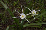 Spring spiderlily